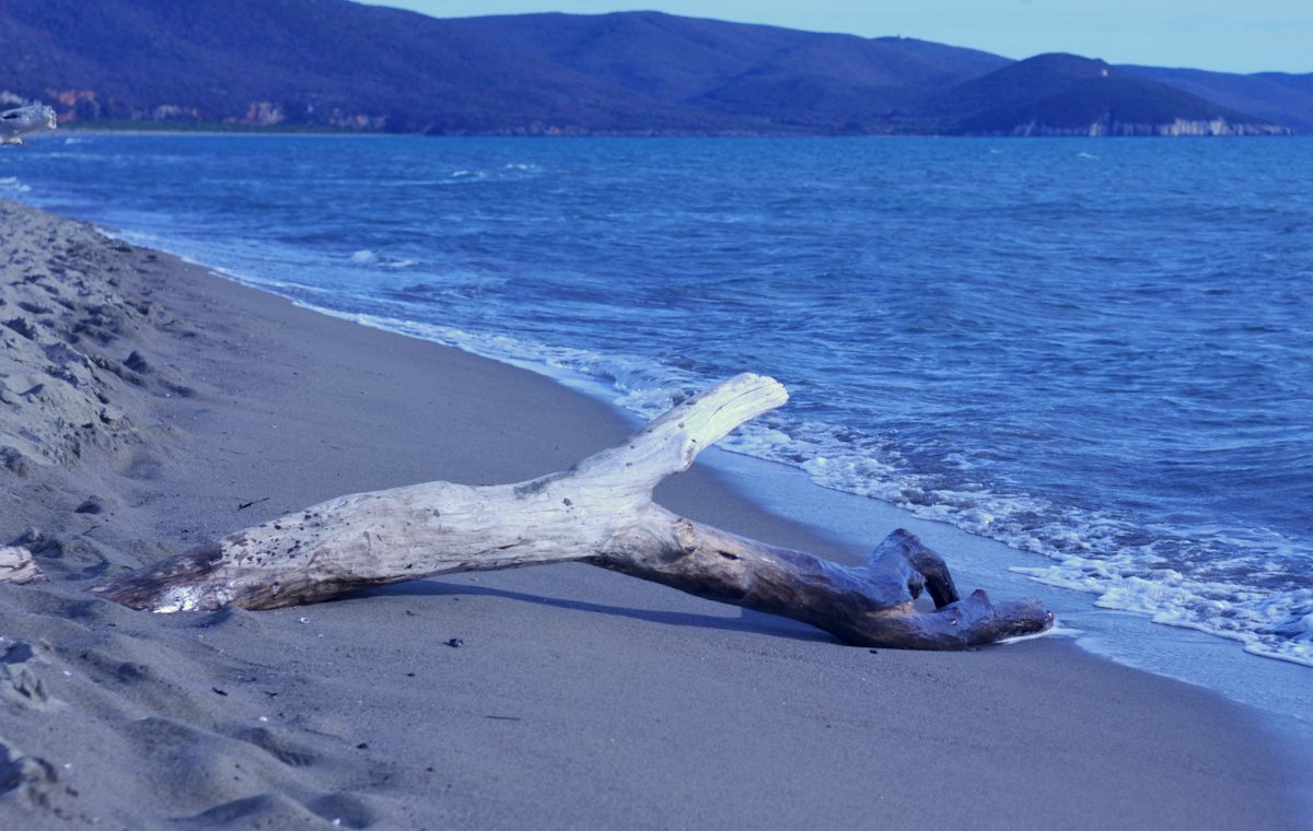 Tronchi sulla spiaggia di Collelungo - le spiagge più belle della Maremma