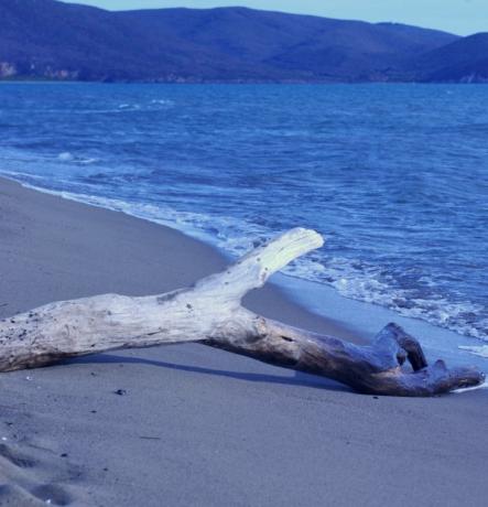 Tronchi sulla spiaggia di Collelungo - le spiagge più belle della Maremma